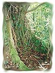 Buttressed base of Rainforest tree