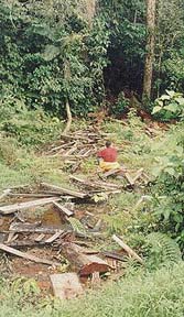 Damage from log  poachers